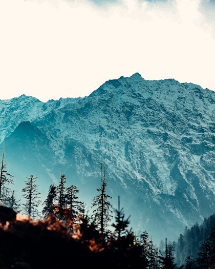 Snow-covered Himalayan peaks above a pine forest